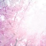 桜の種類別の開花時期を紹介2019！早咲きの桜はどんなものがある？